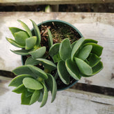 Crassula lactea - Succulents Depot