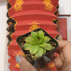 Sempervivum "Jungle Fire" - Succulents Depot