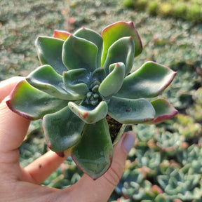 Echeveria 'Goochie' - Succulents Depot