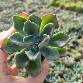 Echeveria 'Goochie' - Succulents Depot