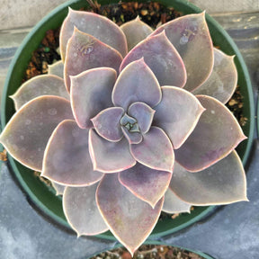 Echeveria 'Perle von Nurnberg' - Succulents Depot