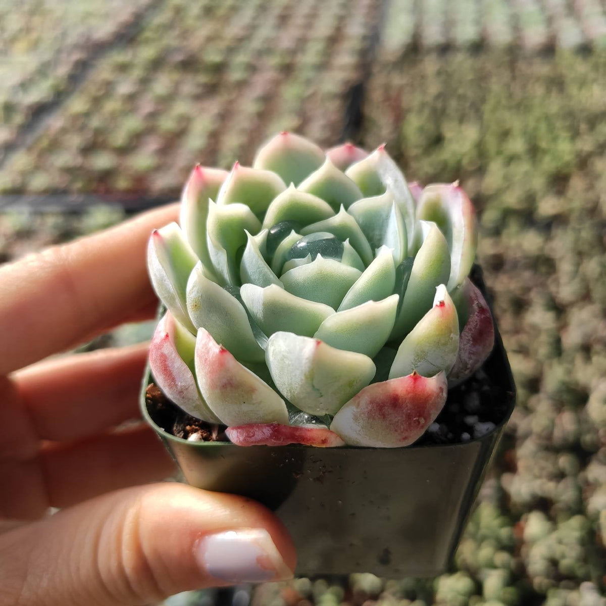 Echeveria 'Raspberry Ice' - Succulents Depot