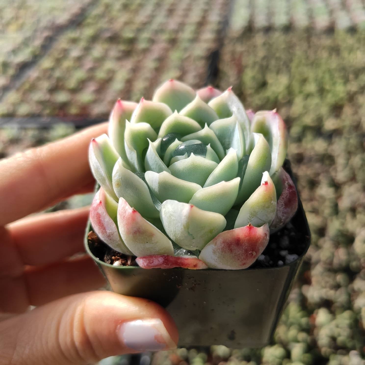 green ice succulent Echeveria 'Raspberry Ice'