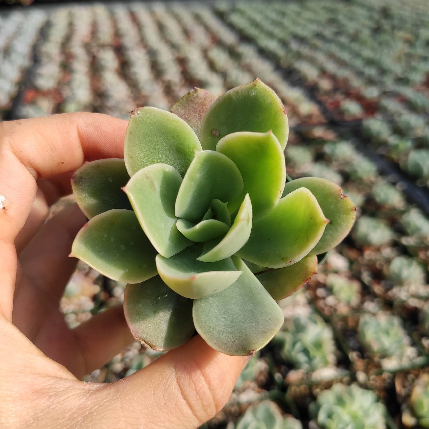 lemon bean succulent Echeveria 'Lemon Lime' 2 Inch