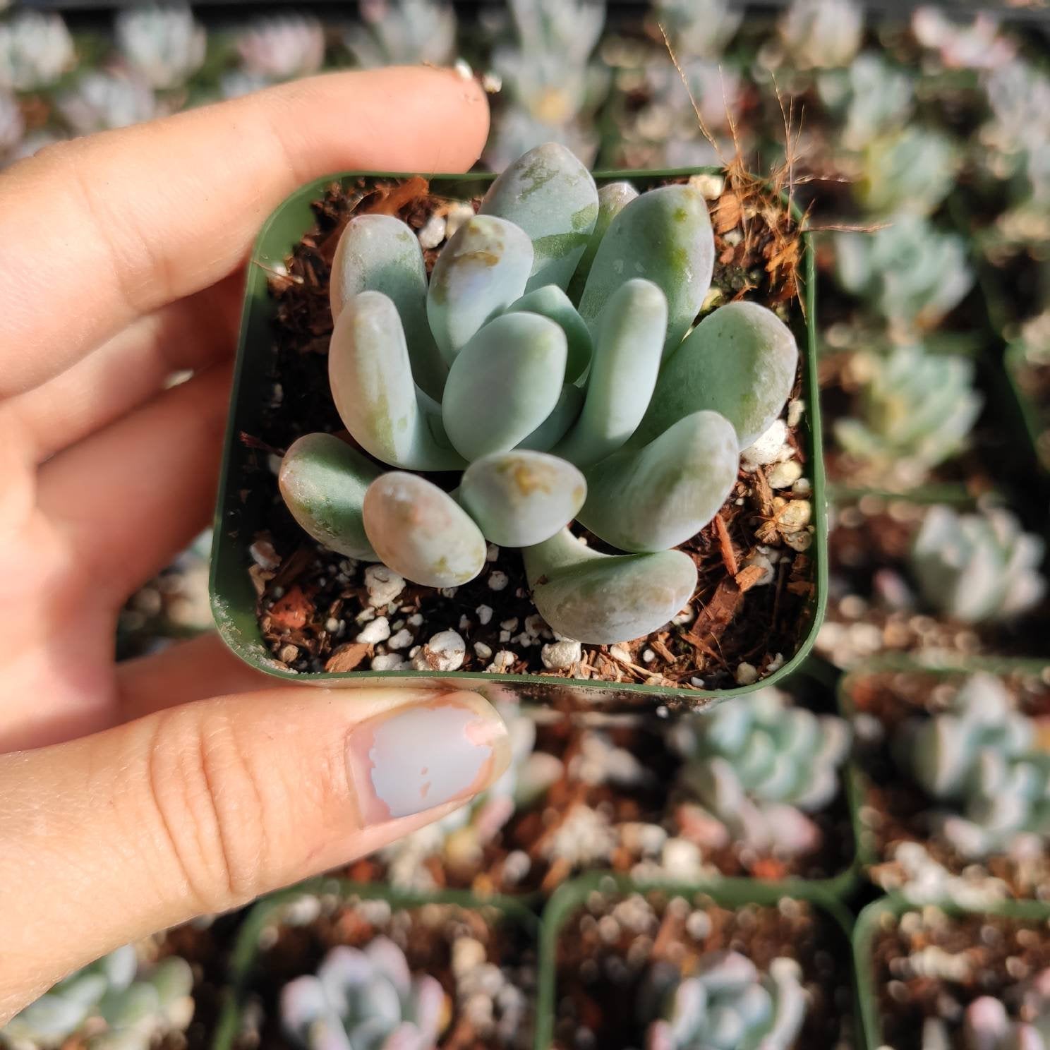 echeveria elegans succulent Echeveria elegans 'Blue' -