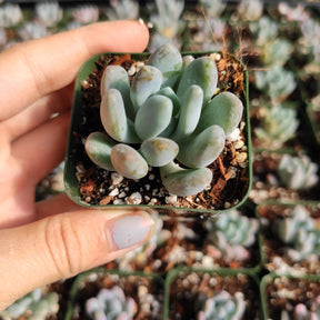Echeveria elegans 'Blue' - Succulents Depot