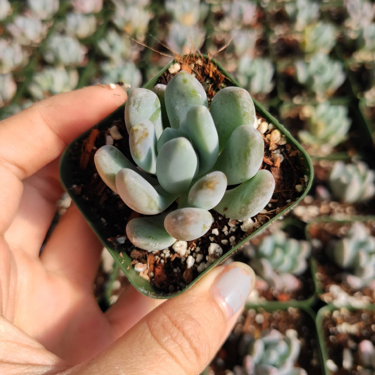 Echeveria elegans 'Blue' - Succulents Depot