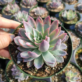 Echeveria 'Violet Queen' - Succulents Depot