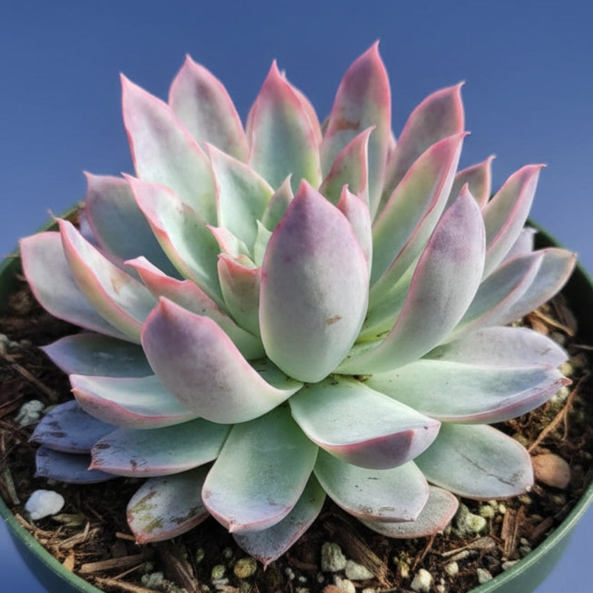 Echeveria 'Violet Queen' in a green nursery pot.