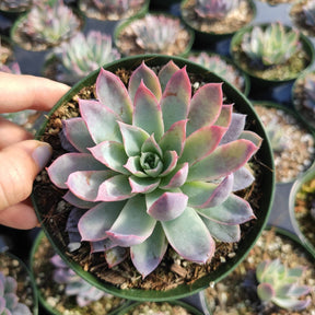 Echeveria 'Violet Queen' - Succulents Depot