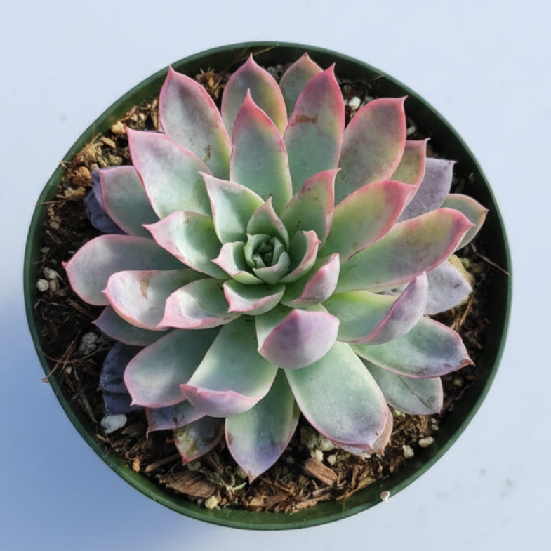 Echeveria 'Violet Queen' succulent in hand, potted.