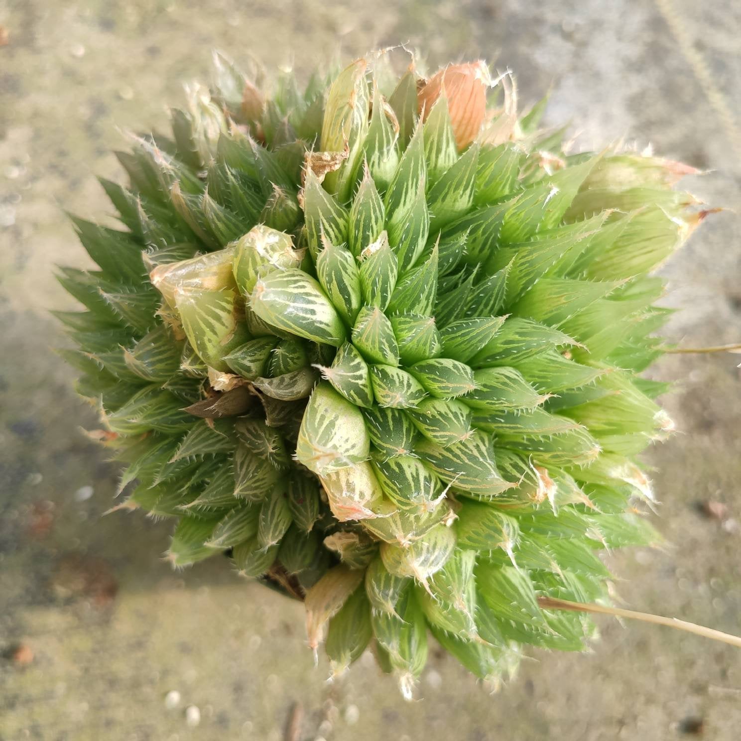 haworthia window succulent Haworthia cymbiformis 'Cathedral Window Haworthia' 4 Inch Single
