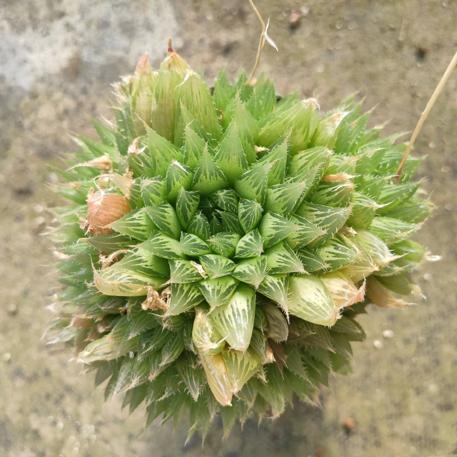 cathedral succulent Haworthia cymbiformis 'Cathedral Window Haworthia' 4 Inch Cluster