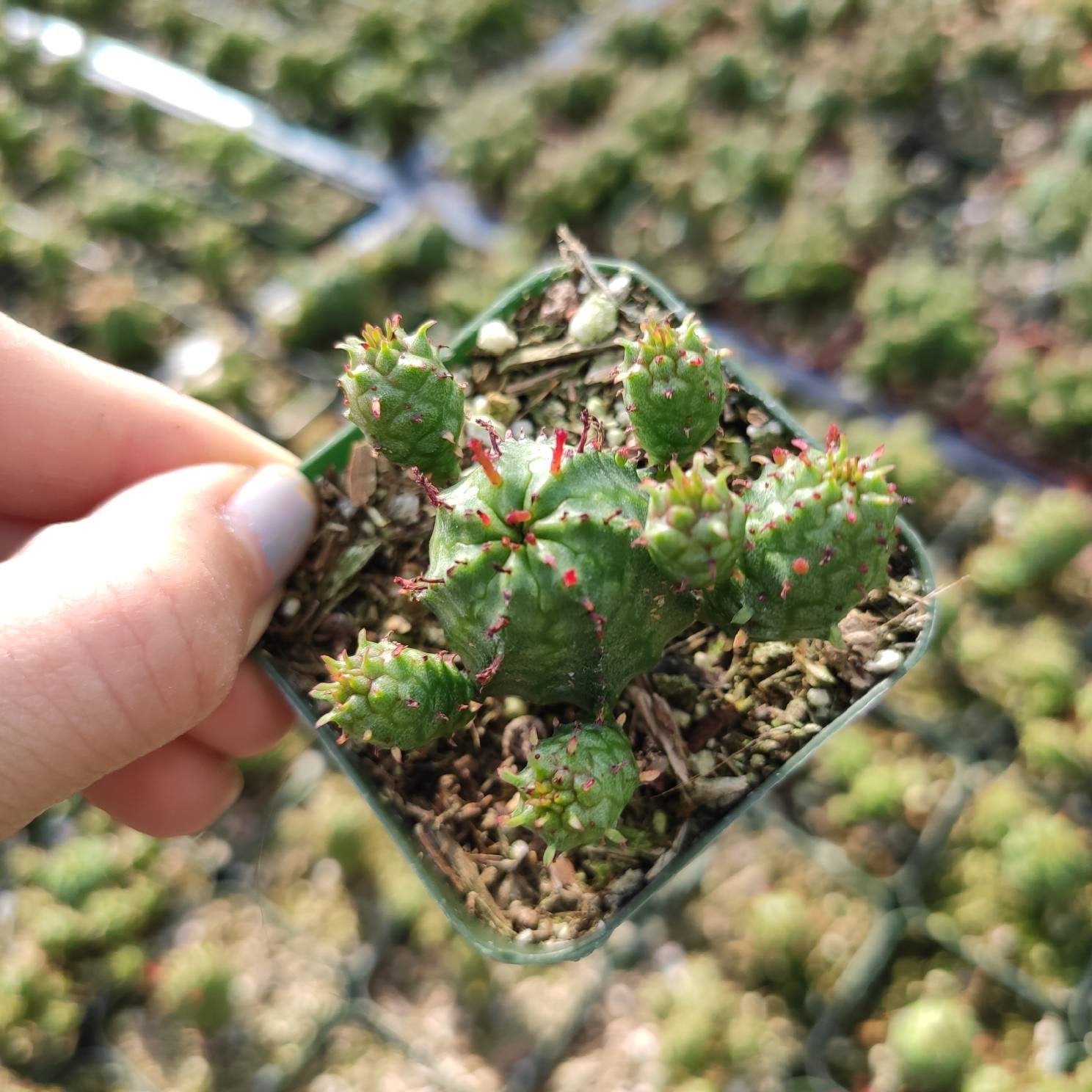 euphorbia monstrose succulent Euphorbia monstrose 2 Inch
