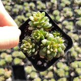 Cremnosedum cv. Little Gem - Succulents Depot