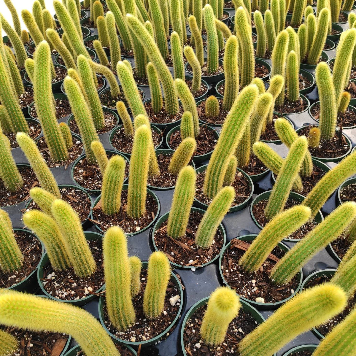 Cleistocactus winteri Golden Rat Tail - Succulents Depot