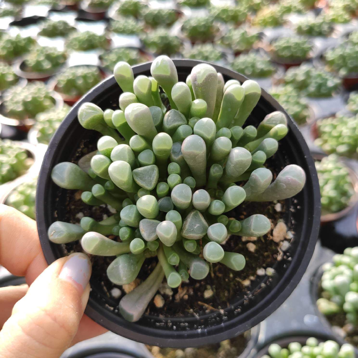 Fenestraria rhopalophylla 'Baby Toes' - Succulents Depot
