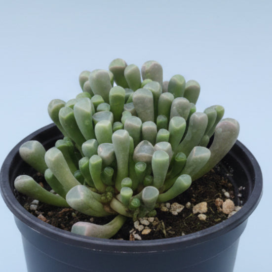 Fenestraria rhopalophylla 'Baby Toes' succulent in black nursery pot.