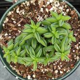 Peperomia axillaris succulent with bright green, fleshy, lance-shaped leaves in rosettes, potted in cob-blasted perlite/soil mix, ideal for sunny, well-drained areas.