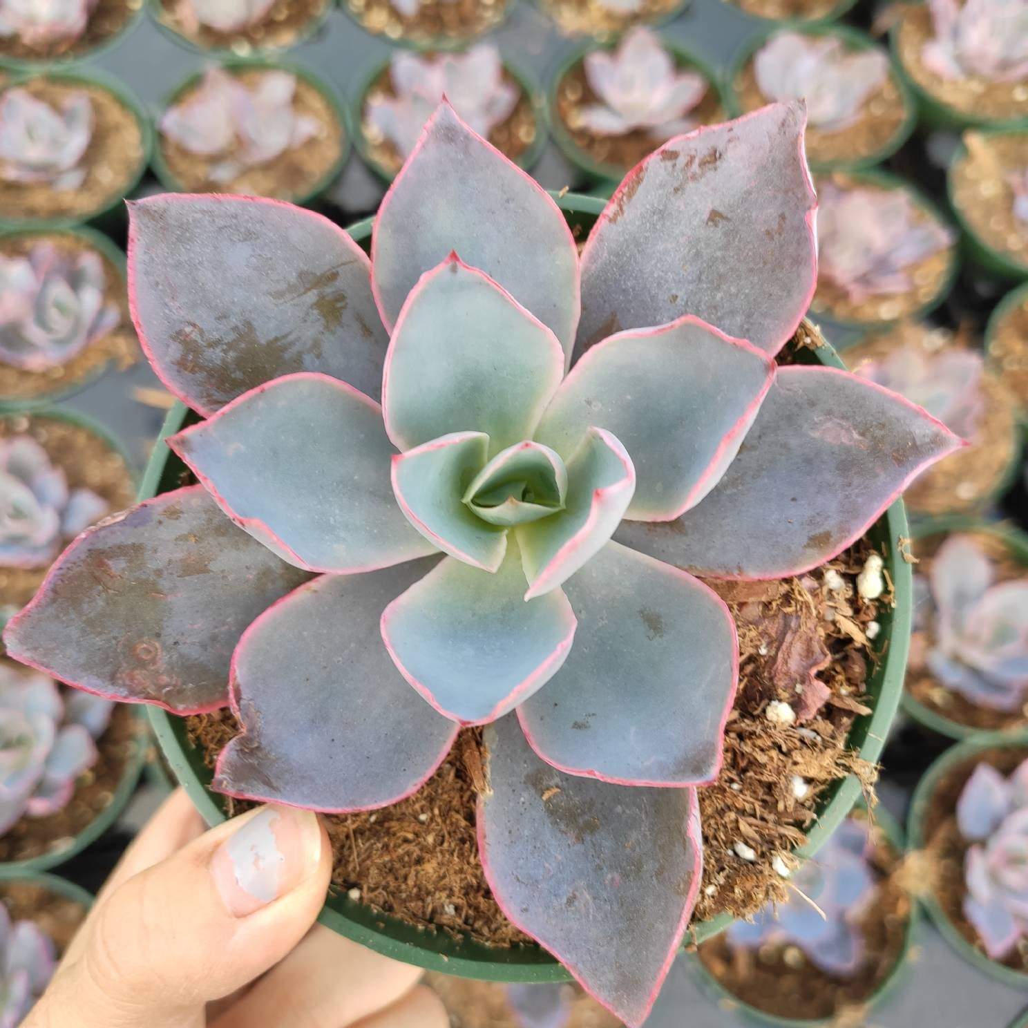 echeveria afterglow succulent plant Echeveria 'Afterglow' 4 Inch