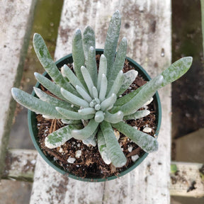 succulent with white powder on leaves Senecio scaposus