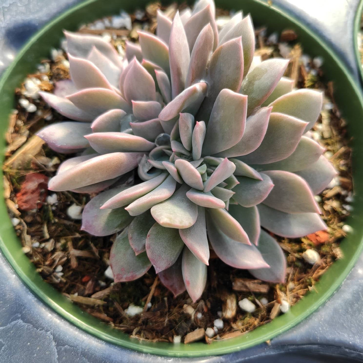 Graptoveria Debbie Crest - Succulents Depot