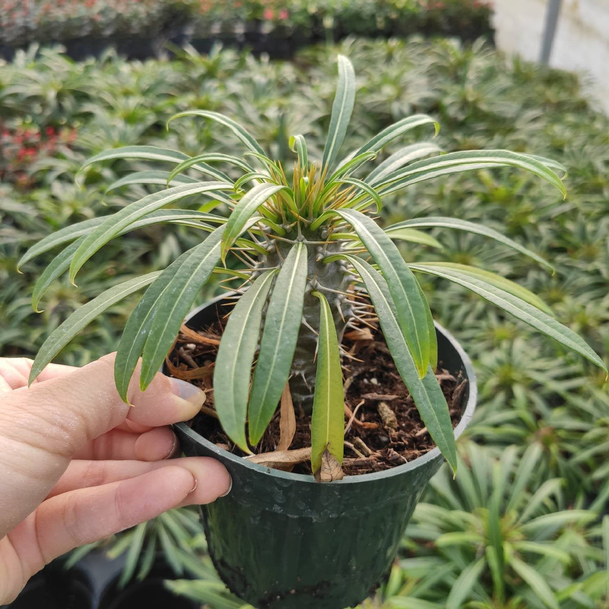 Pachypodium Lamerei - Succulents Depot