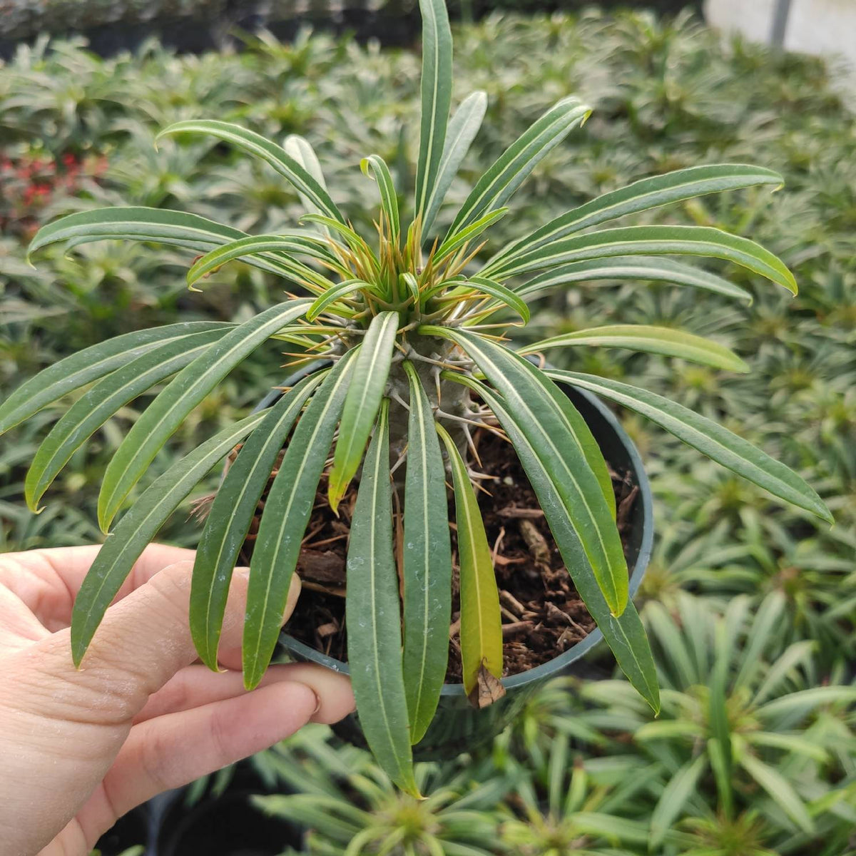 Pachypodium Lamerei - Succulents Depot