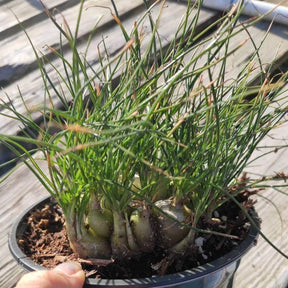 Albuca Augrabies Hills - Succulents Depot