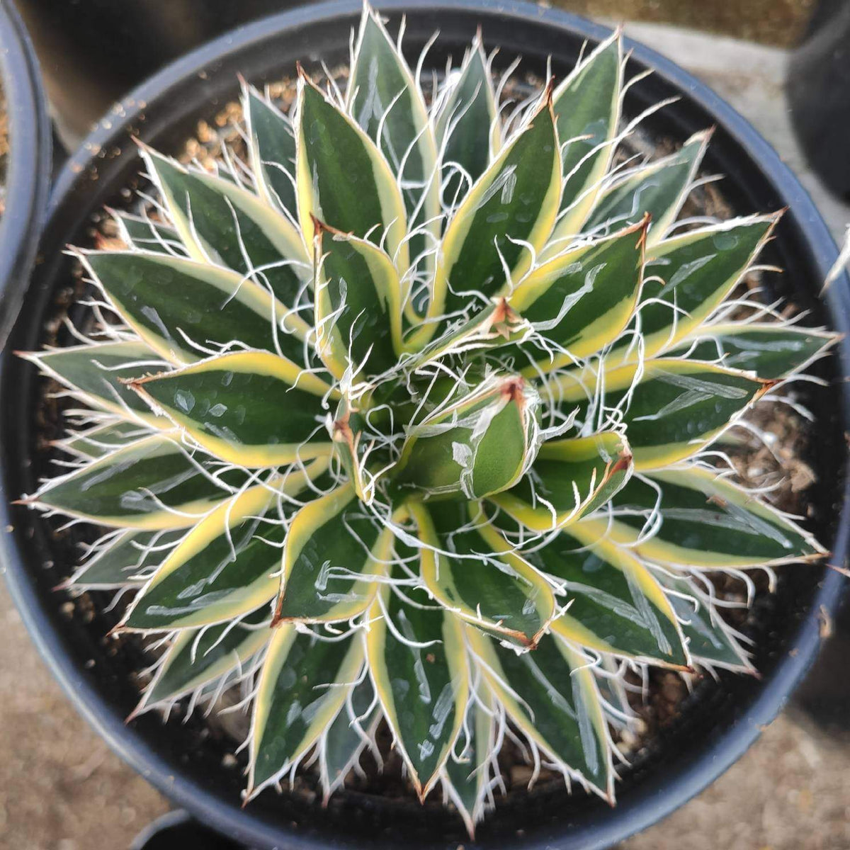 Agave schidigera 'Shira ito no Ohi'