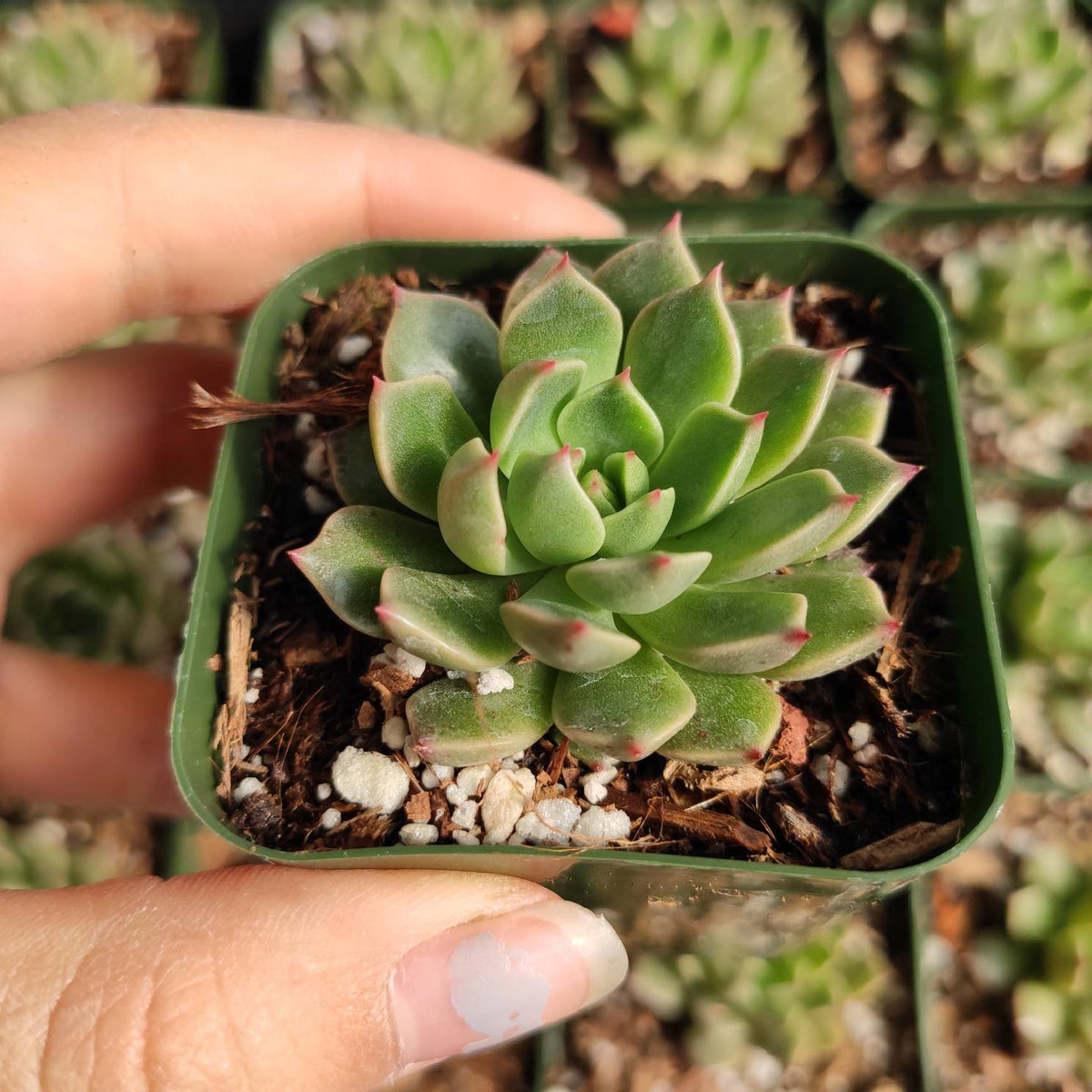 Graptoveria Olivia - Succulents Depot