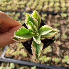 succulent with jagged leaves Plectranthus neochilus Variegated 'Mike's Fuzzy Wuzzy' 6 Inch