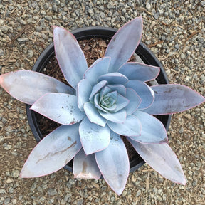 Echeveria cante