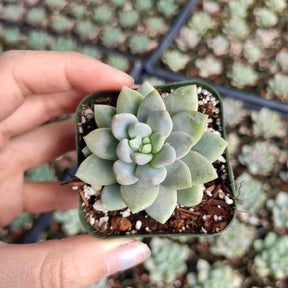 Echeveria Lilac Mist - Succulents Depot