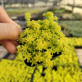 japonica succulent Sedum japonicum 'Tokyo Sun'