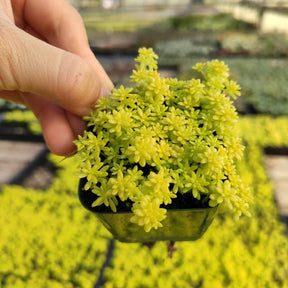 Sedum japonicum 'Tokyo Sun' - Succulents Depot