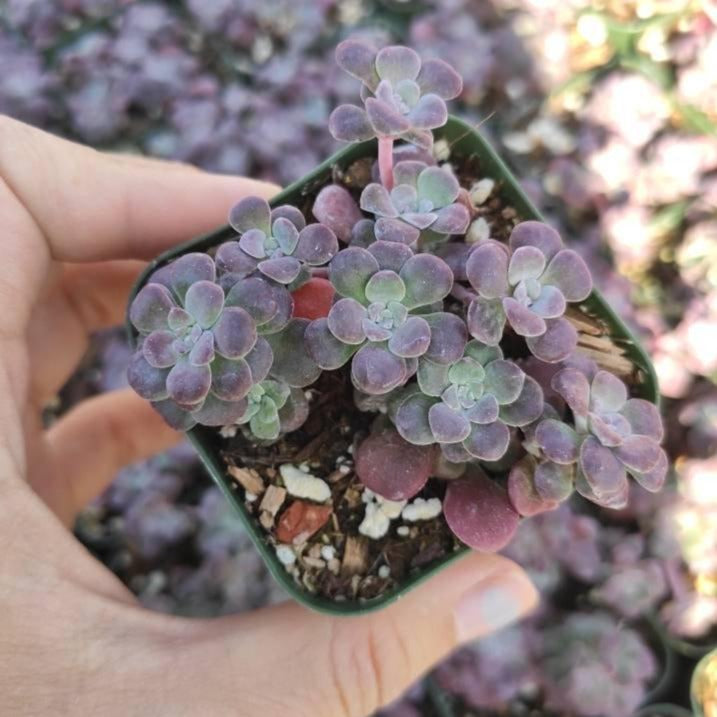 green blob succulent Sedum spathulifolium 'Carnea' Stonecrop
