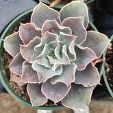 Echeveria 'Domingo' succulent with blue-green leaves, pink edges.
