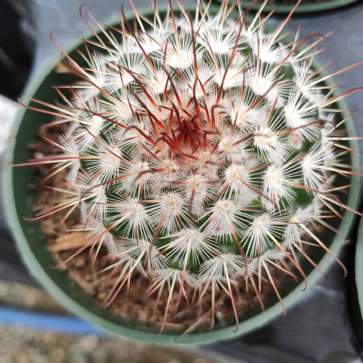 Bammillaria Bombycina 'Silken Pincushion' - Succulents Depot