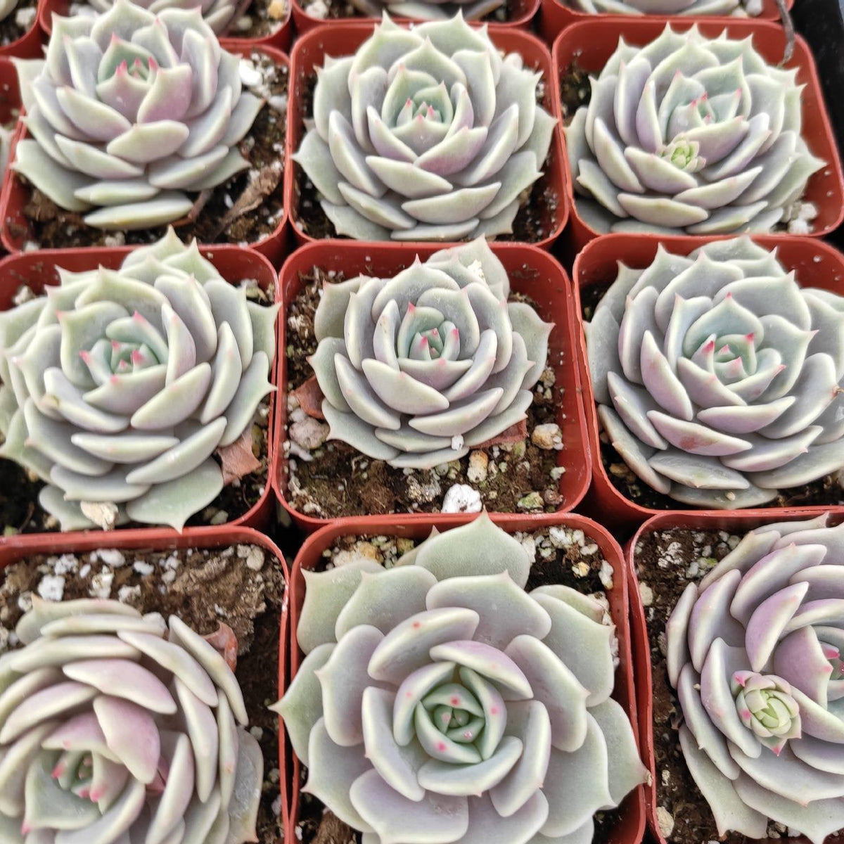 Echeveria 'Lola' - Succulents Depot