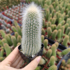Cleistocactus Tupizensis Cactus - Succulents Depot