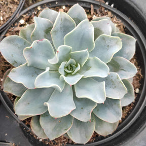 Echeveria 'Galaxy Blue' - Succulents Depot