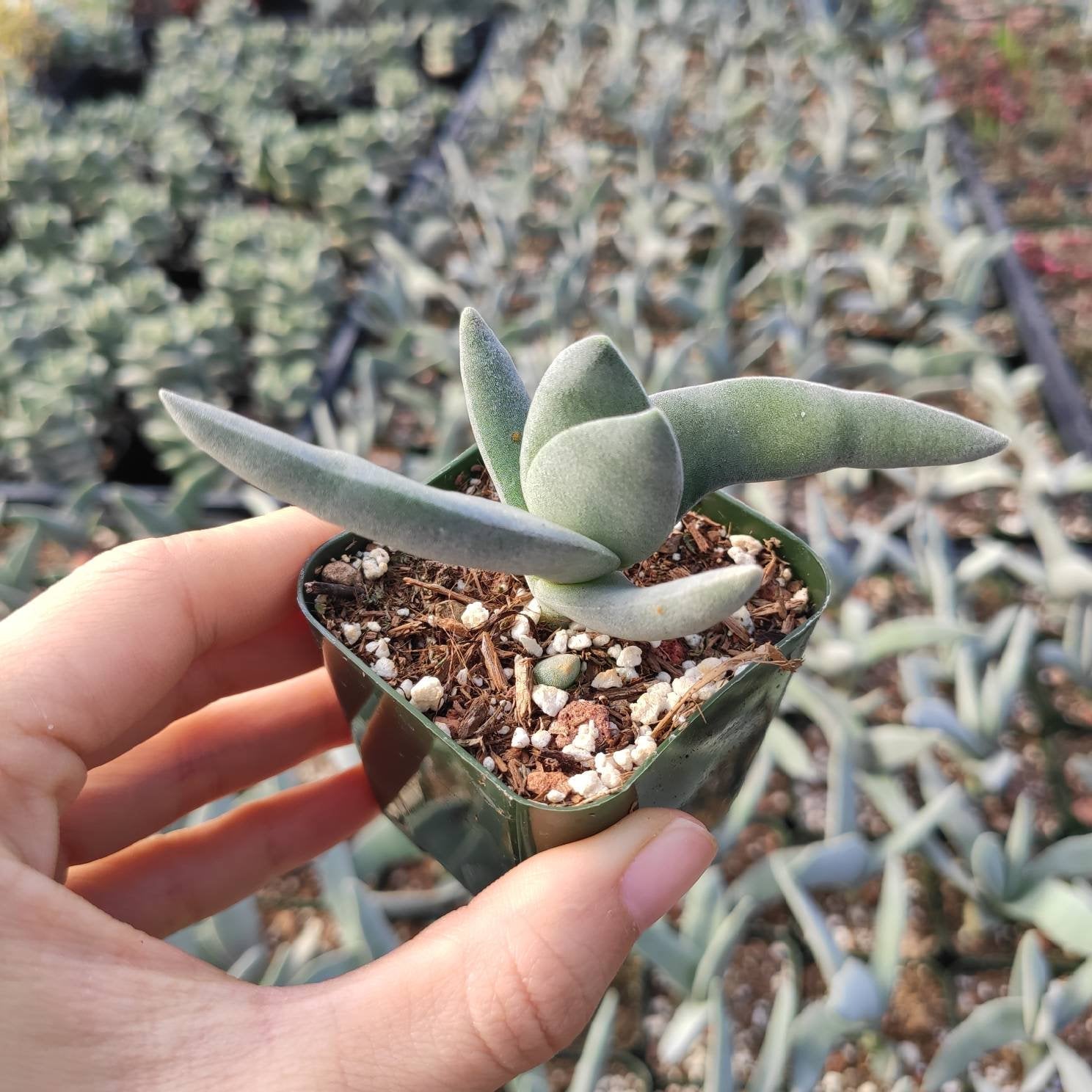 helicopter plant succulent Crassula falcata 'Propeller Plant' -