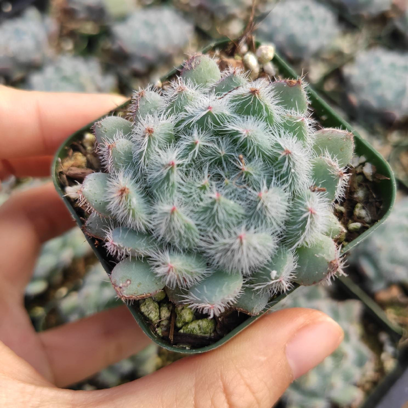Echeveria setosa 'Mexican Firecracker' succulent in hand.