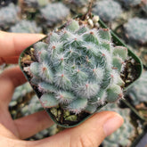 Echeveria setosa 'Mexican Firecracker' succulent in hand.