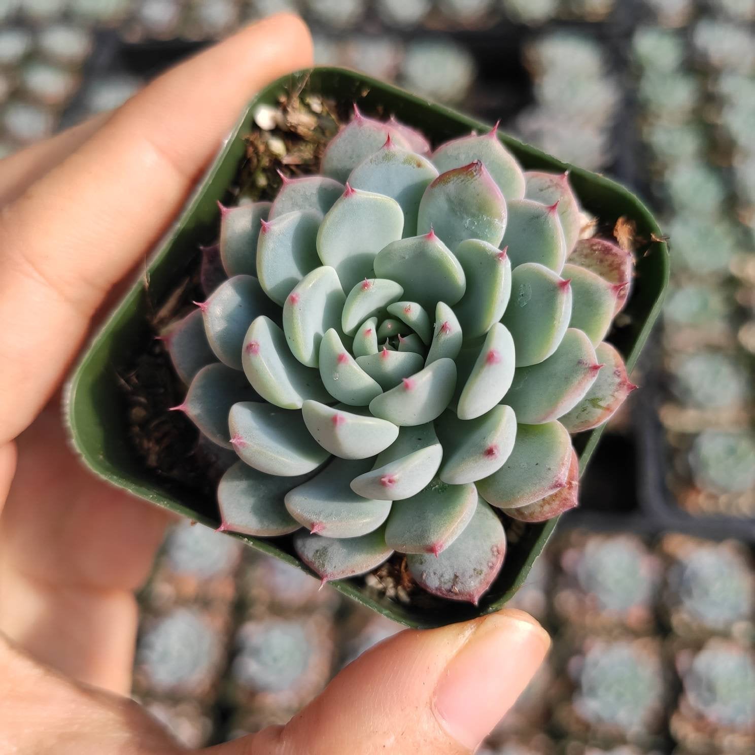 Echeveria White Minima - Succulents Depot