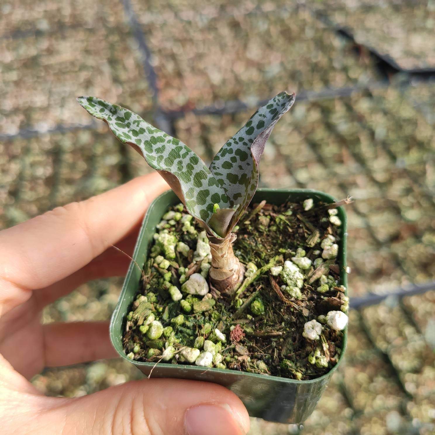 succulent with leopard spots Ledebouria ovatifolia ‘Silver Squill’ 2 Inch