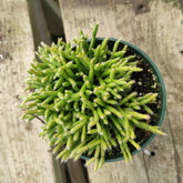Rhipsalis cereuscula: Pencil-like stems in a pot.