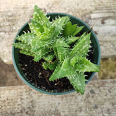 Aloe juvenna 'Tiger Tooth Aloe' in green pot on wooden surface.