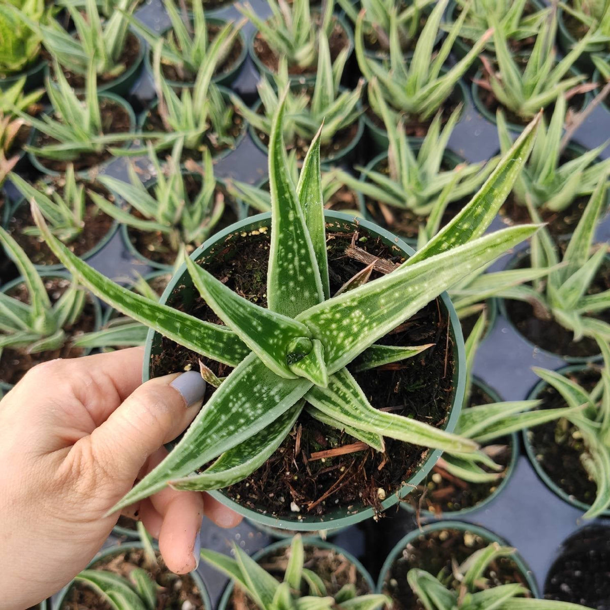 Aloe variegata 'Partridge Breast'